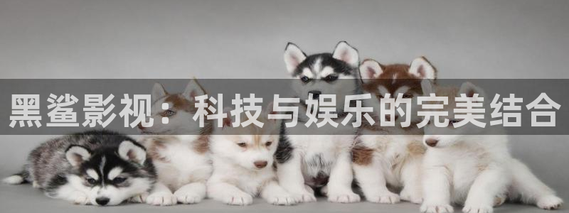 麻豆影视下载：黑鲨影视：科技与娱乐的完美结合